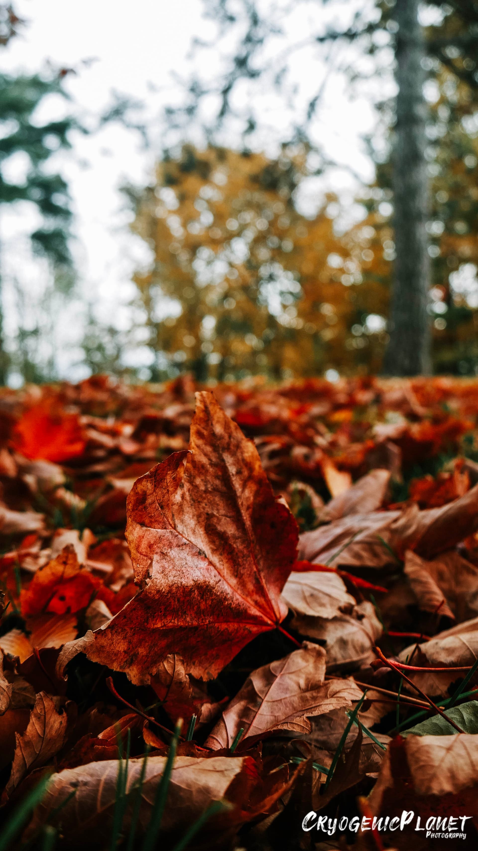 Forest Floor in Fall