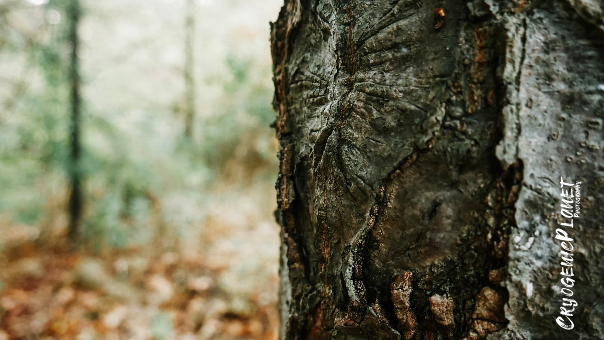 Whispers of the Woods